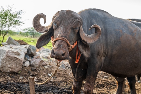 Indian buffalo tied up at urban Indian buffalo dairy farm or tabela, Pune, Maharashtra, India, 2021