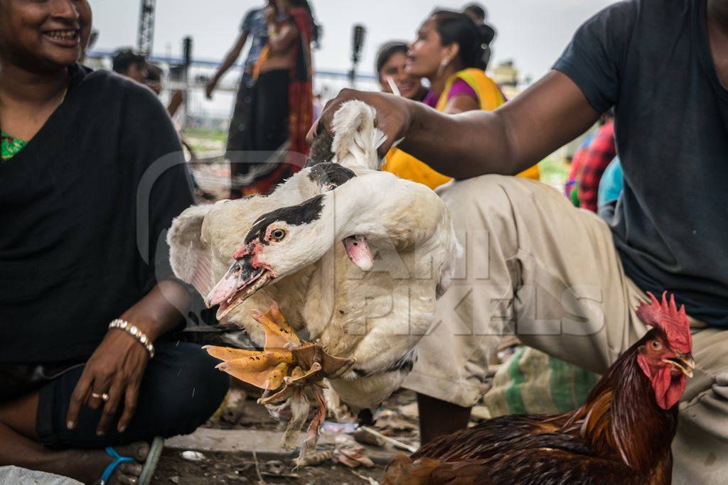 Ducks tied up and on sale for meat at an open air market