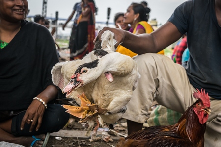 Ducks tied up and on sale for meat at an open air market