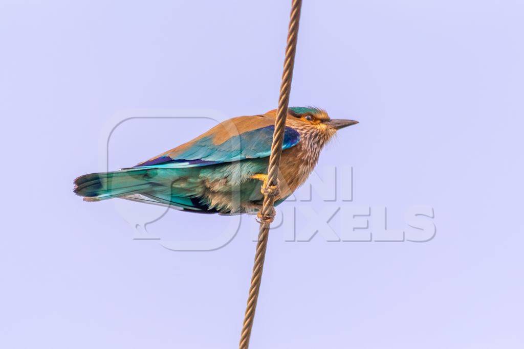 Indian roller bird sitting on a wire with blue sky background in the rural countryside of the Bishnoi villages in Rajasthan in India