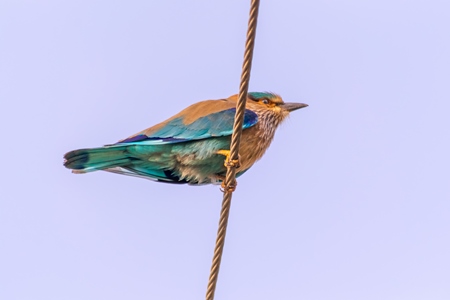 Indian roller bird sitting on a wire with blue sky background in the rural countryside of the Bishnoi villages in Rajasthan in India