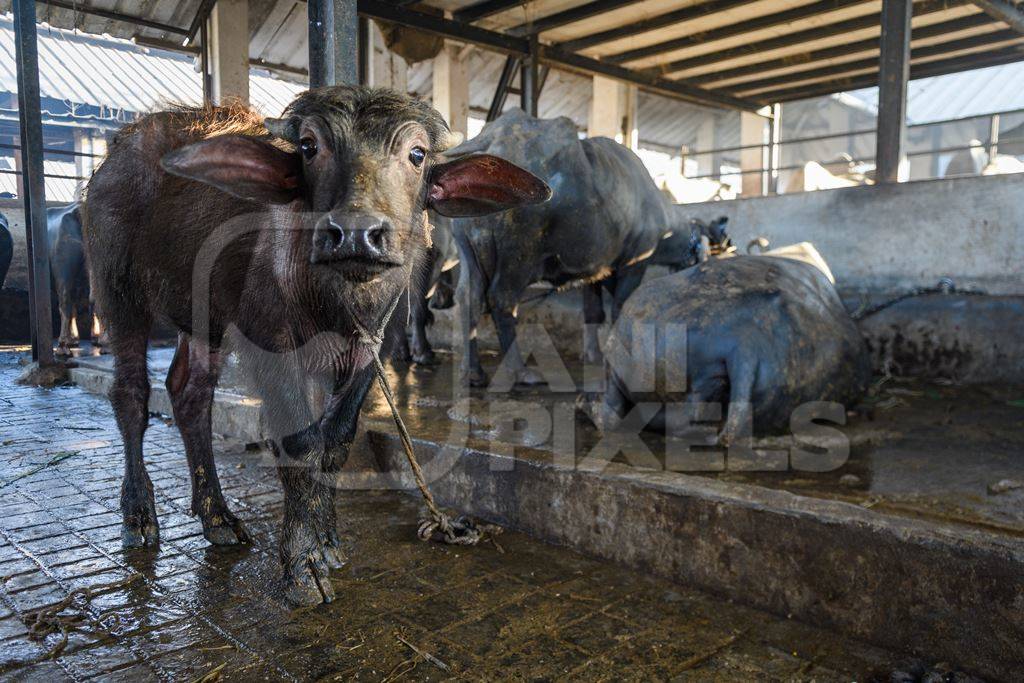 Farmed Indian buffalo calf tied up inside a large concrete shed on an urban dairy farm or tabela, Aarey milk colony, Mumbai, India, 2023