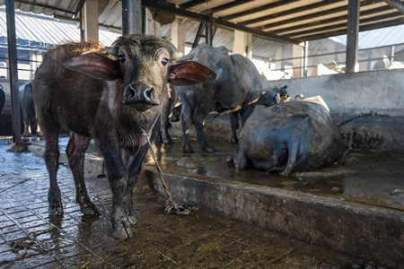 Farmed Indian buffalo calf tied up inside a large concrete shed on an urban dairy farm or tabela, Aarey milk colony, Mumbai, India, 2023