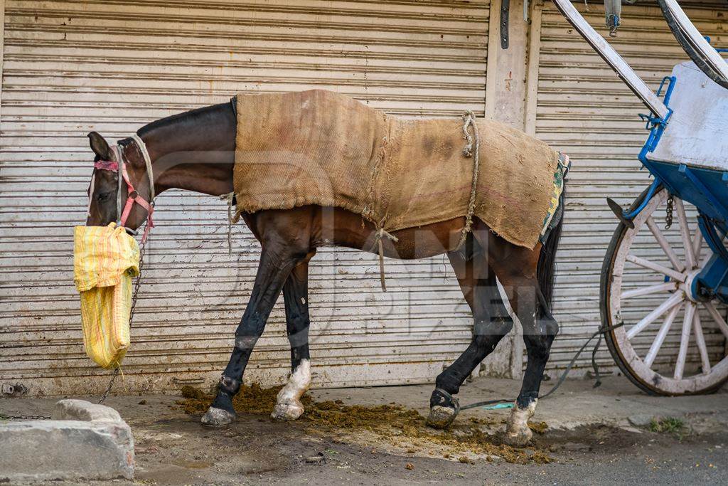 Indian horse with injuries on legs, used to pull carts, Ajmer, Rajasthan, India, 2022