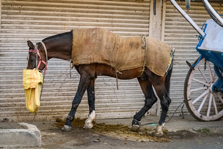 Indian horse with injuries on legs, used to pull carts, Ajmer, Rajasthan, India, 2022