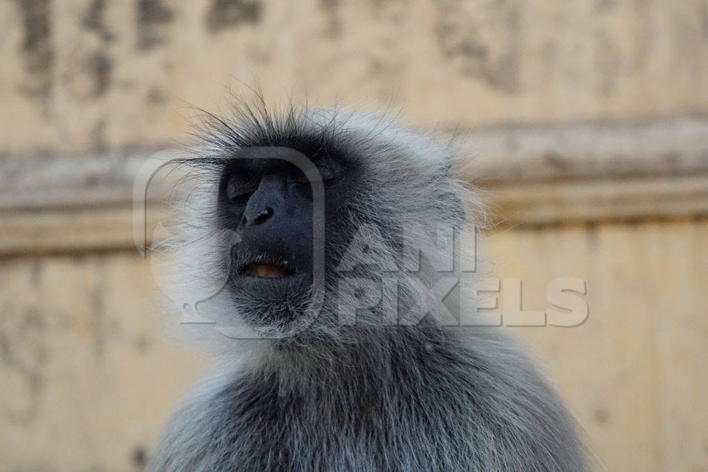 Langur monkey sitting with eyes closed