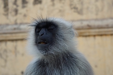 Langur monkey sitting with eyes closed