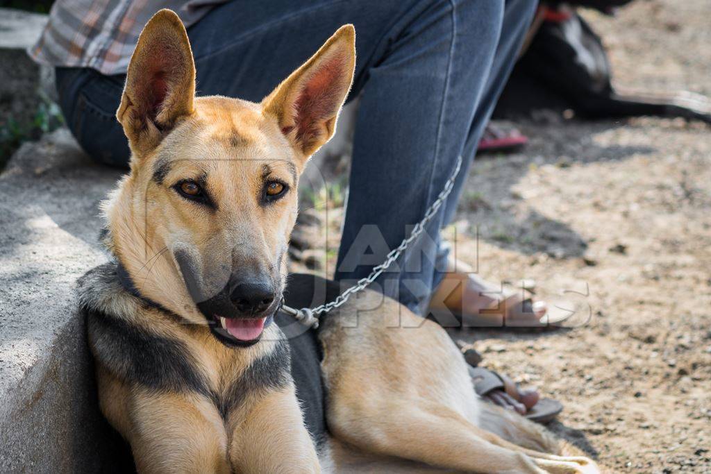 Pedigree German Shepherd dog on leash with owner