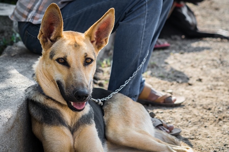 Pedigree German Shepherd dog on leash with owner