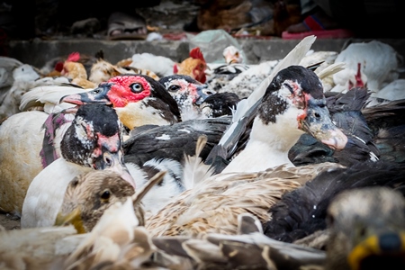 Ducks and geese panting in the heat on sale for meat at a market in Dimapur in Nagaland