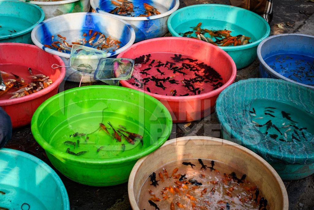 Aquarium fish on sale at in large bowls at Galiff Street pet market, Kolkata, India, 2022