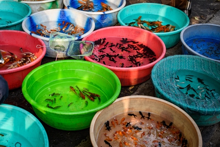 Aquarium fish on sale at in large bowls at Galiff Street pet market, Kolkata, India, 2022