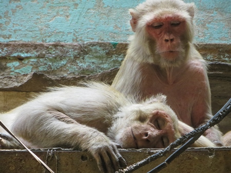 Macaque monkeys with eyes shut and sleeping