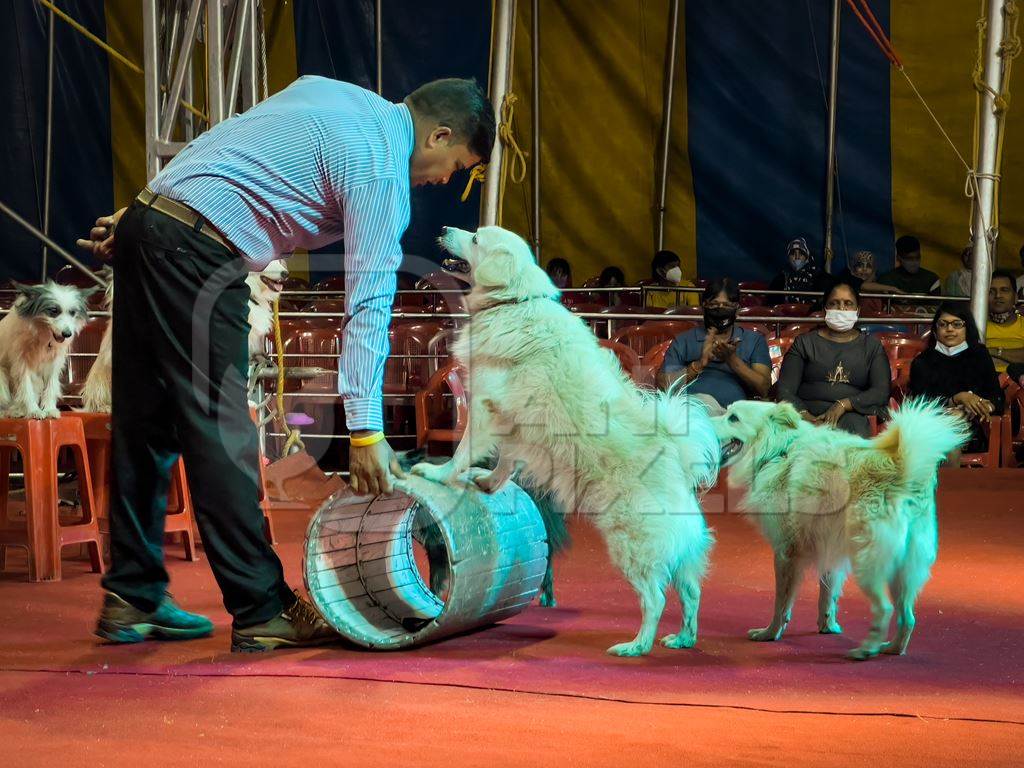 Performing dogs with barrel at a show by Rambo Circus in Pune, Maharashtra, India, 2021