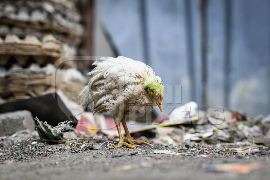Sick or ill Indian chicken outside a chicken meat shop, Pune, Maharashtra, India, 2023