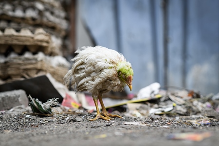 Sick or ill Indian chicken outside a chicken meat shop, Pune, Maharashtra, India, 2023