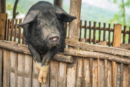 Solitary farmed Indian pig kept in wooden pig pen on a rural pig farm in Nagaland, India, 2018
