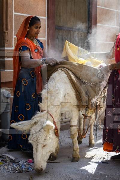 Working Indian donkey used for animal labour to carry construction materials, Jodhpur, India, 2022