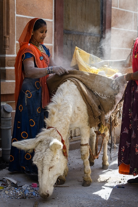 Working Indian donkey used for animal labour to carry construction materials, Jodhpur, India, 2022