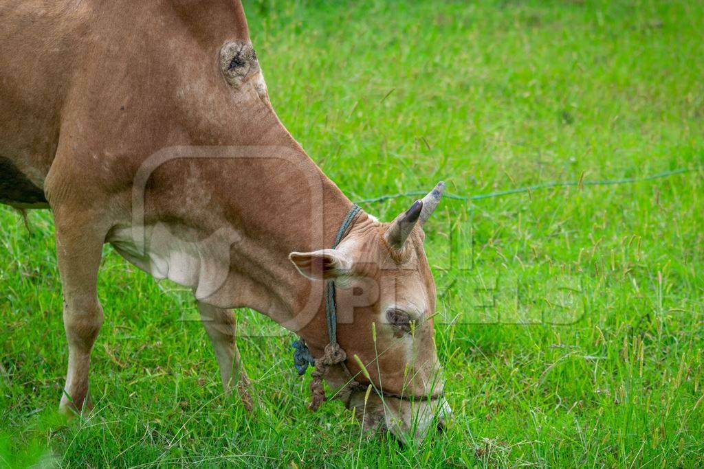 Working Indian bullock used for ploughing fields with wound from the plough on farm in rural Assam, in Northeastern India