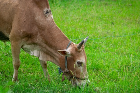 Working Indian bullock used for ploughing fields with wound from the plough on farm in rural Assam, in Northeastern India