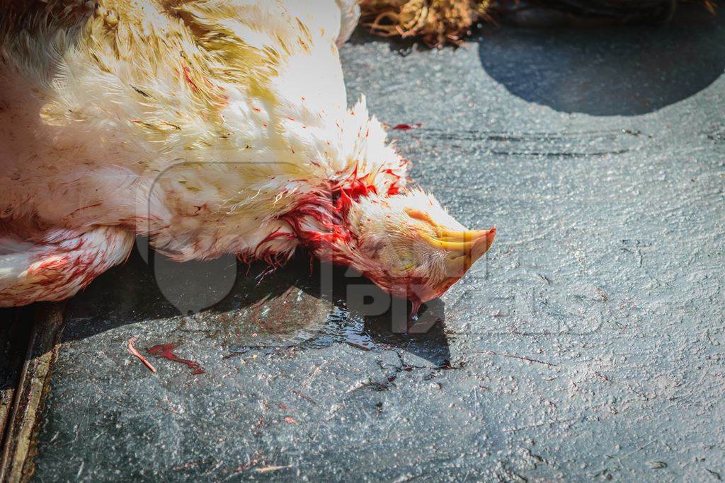 Dead Indian broiler chicken at Crawford meat market in city of Mumbai, India, 2016