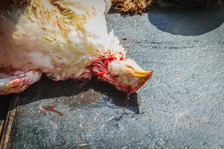 Dead Indian broiler chicken at Crawford meat market in city of Mumbai, India, 2016