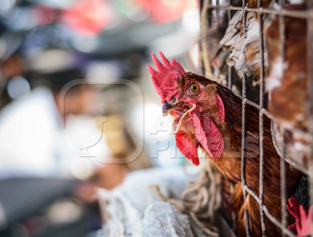 Chickens on sale in a cage at Juna Bazaar in Pune in India