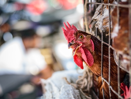 Chickens on sale in a cage at Juna Bazaar in Pune in India