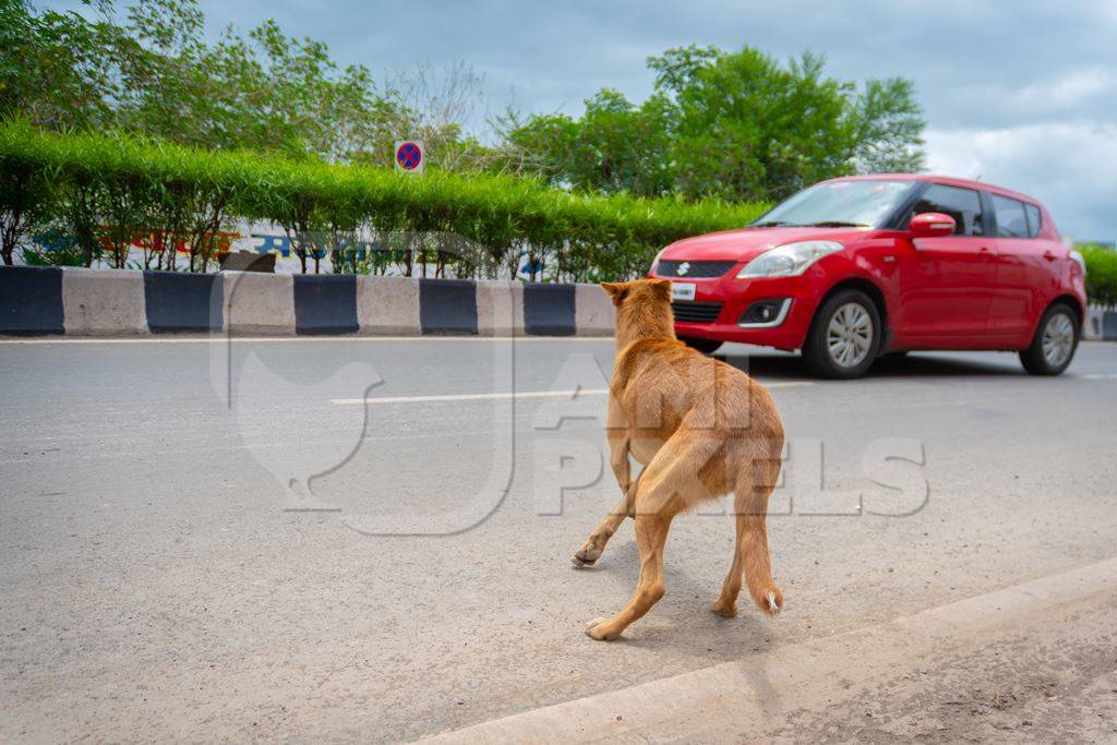 Indian street or stray dog in middle of road with traffic and car in urban city in Maharashtra in India
