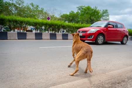 Indian street or stray dog in middle of road with traffic and car in urban city in Maharashtra in India