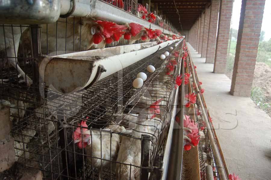 Layer chickens in battery cages on egg farm