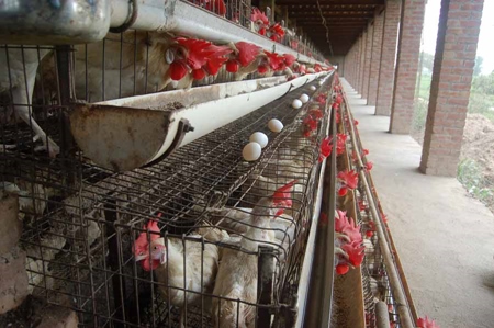 Layer chickens in battery cages on egg farm