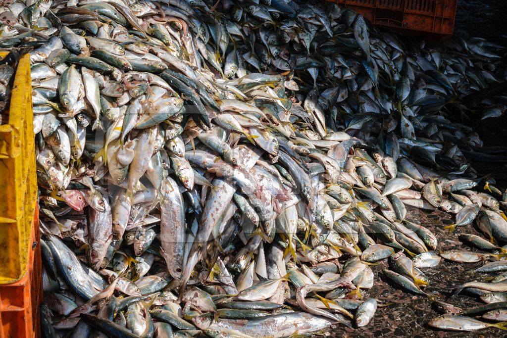 Big pile of fish on sale at a fish market at Sassoon Docks
