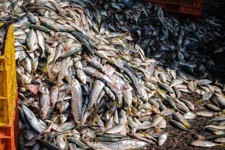 Big pile of fish on sale at a fish market at Sassoon Docks