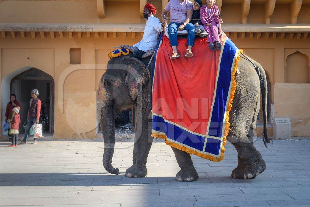 Captive Indian or Asian elephants giving rides to tourists at Amber Palace, Jaipur, Rajasthan, India, 2022