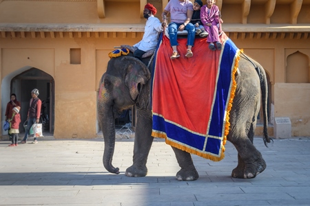 Captive Indian or Asian elephants giving rides to tourists at Amber Palace, Jaipur, Rajasthan, India, 2022