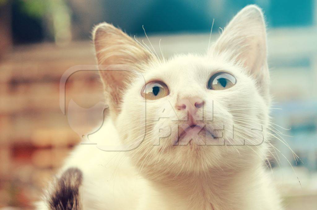 Face of white street cat looking up