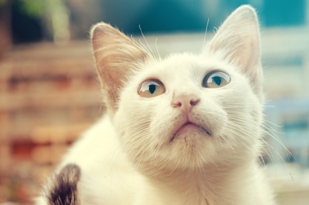 Face of white street cat looking up