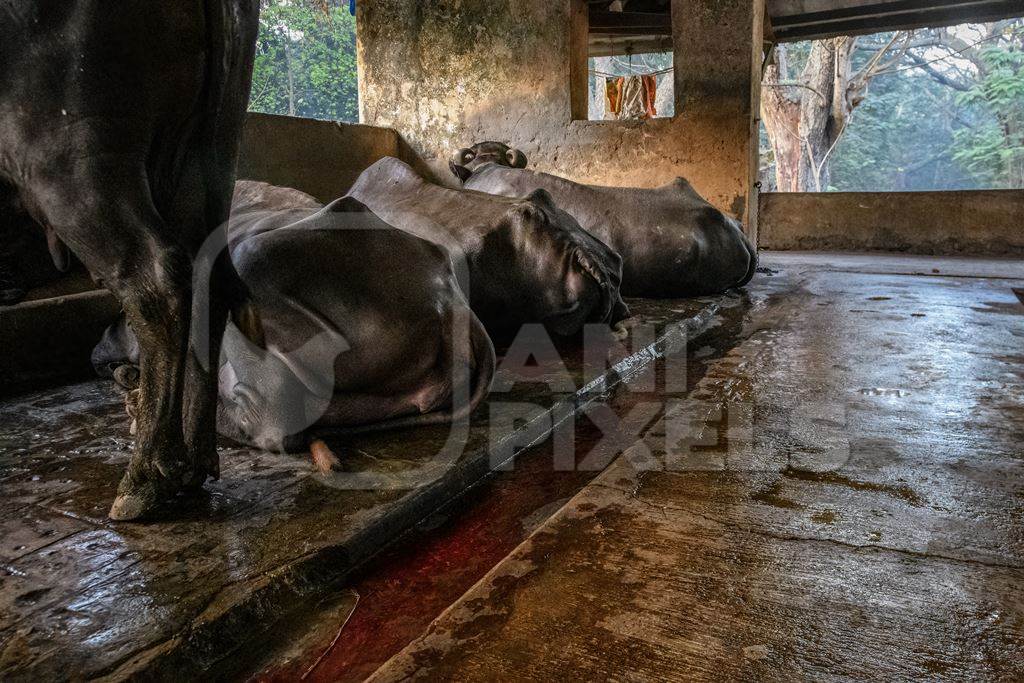 A river of blood flows from a farmed Indian buffalo in a concrete shed on an urban dairy farm or tabela, Aarey milk colony, Mumbai, India, 2023