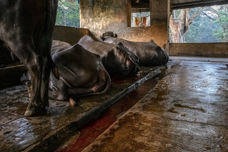 A river of blood flows from a farmed Indian buffalo in a concrete shed on an urban dairy farm or tabela, Aarey milk colony, Mumbai, India, 2023