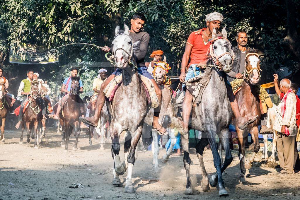 Grey horses being whipped and ridden in a horse race at Sonepur fair