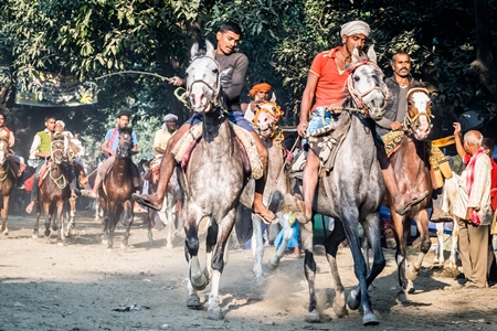 Grey horses being whipped and ridden in a horse race at Sonepur fair