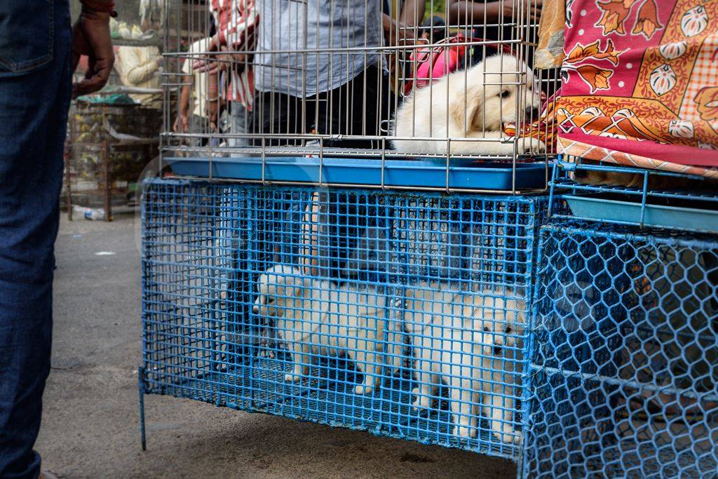 Pedigree or breed puppy dogs on sale in cages on the street by dog sellers at Galiff Street pet market, Kolkata, India, 2022