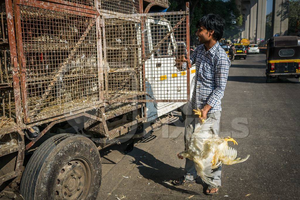 Truck with broiler chickens for slaughter in an urban city