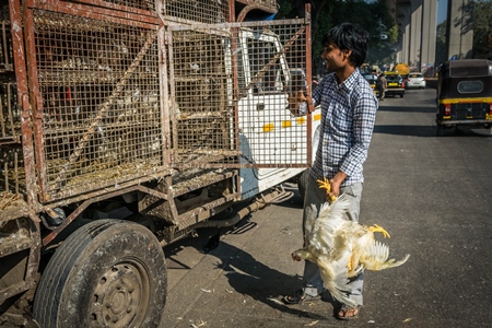 Truck with broiler chickens for slaughter in an urban city