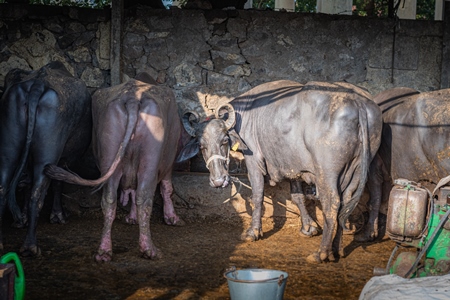 Photo or image of Indian buffaloes tied up in an urban Indian buffalo dairy farm or tabela in Pune, Maharashtra, India, 2021