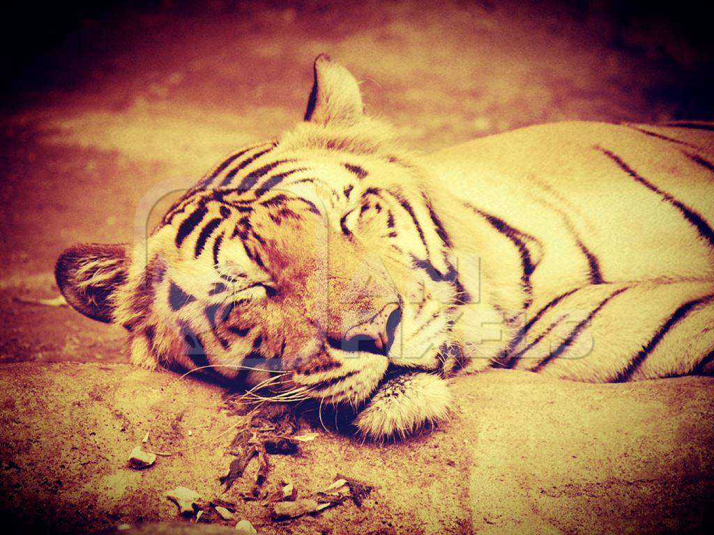 Bengal tiger with orange filter