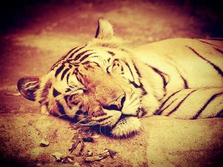 Bengal tiger with orange filter