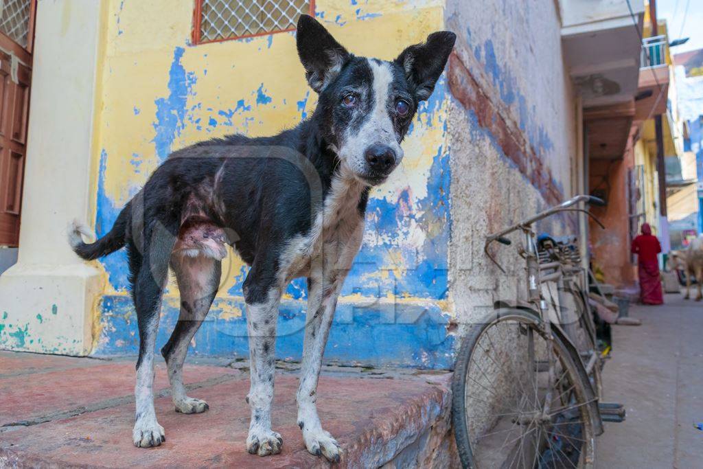 Indian street or stray dog on the street of Jodhpur in Rajasthan in India